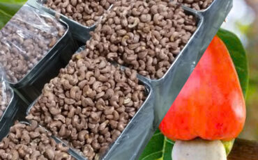 thùng thiếc đựng hạt điều
